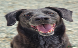 Labrador Retriever dogs for adoption: Cindy - over 2000 days in rescue - Image 5