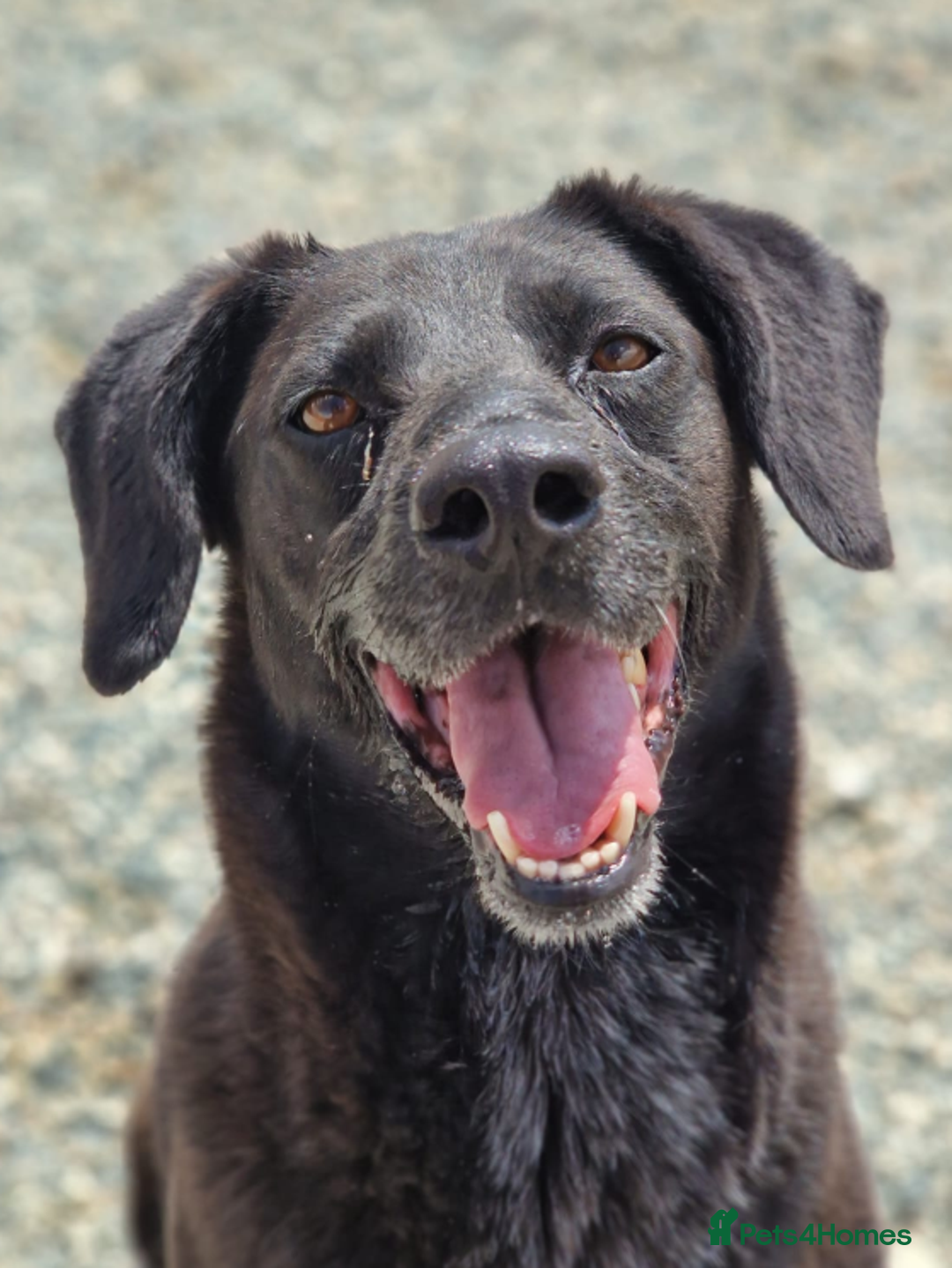 Labrador Retriever dogs for adoption: Cindy - over 2000 days in rescue - Image 5