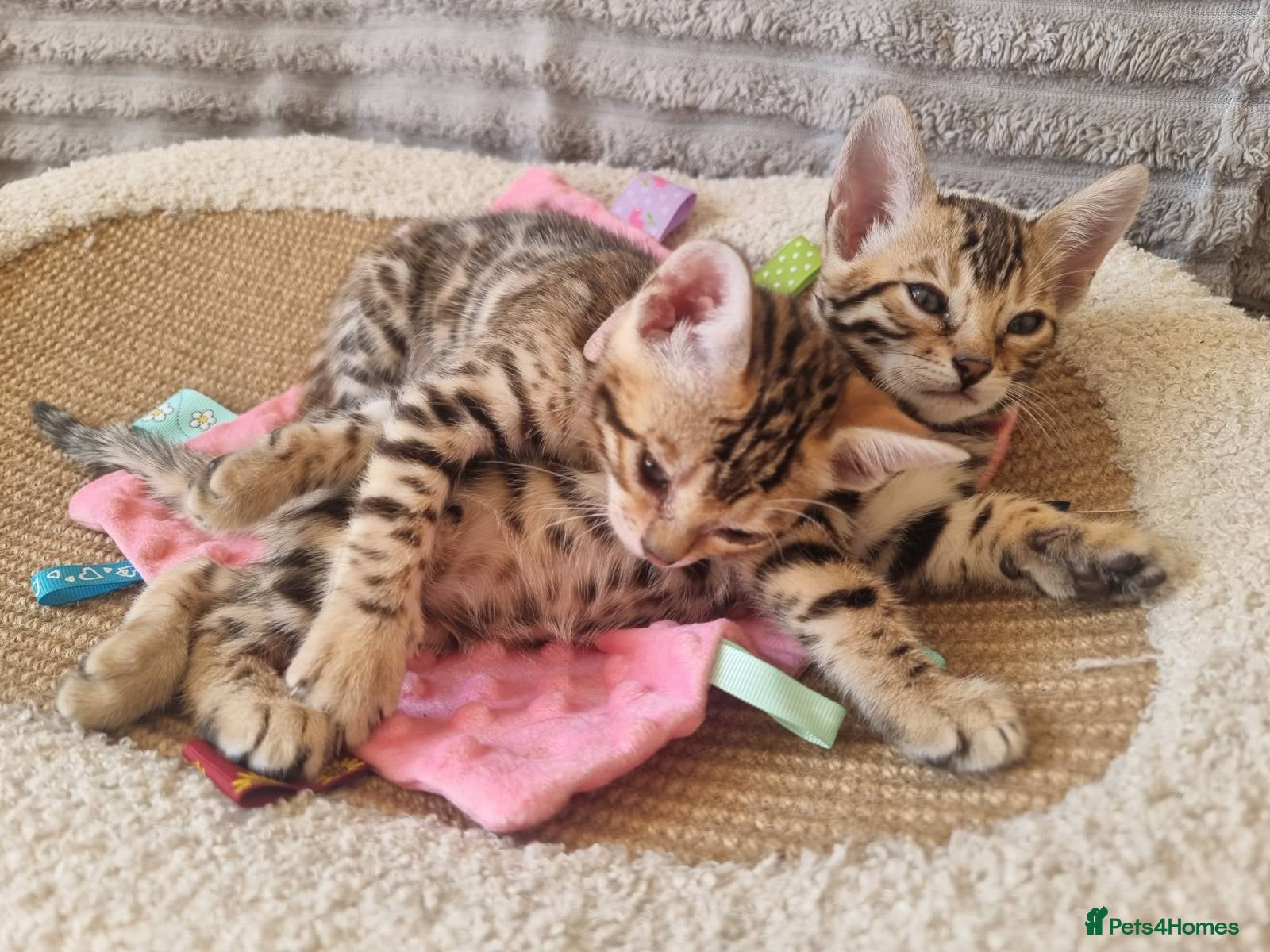 Bengal cats Stunning TICA Registered Bengal Kittens - Advert 1