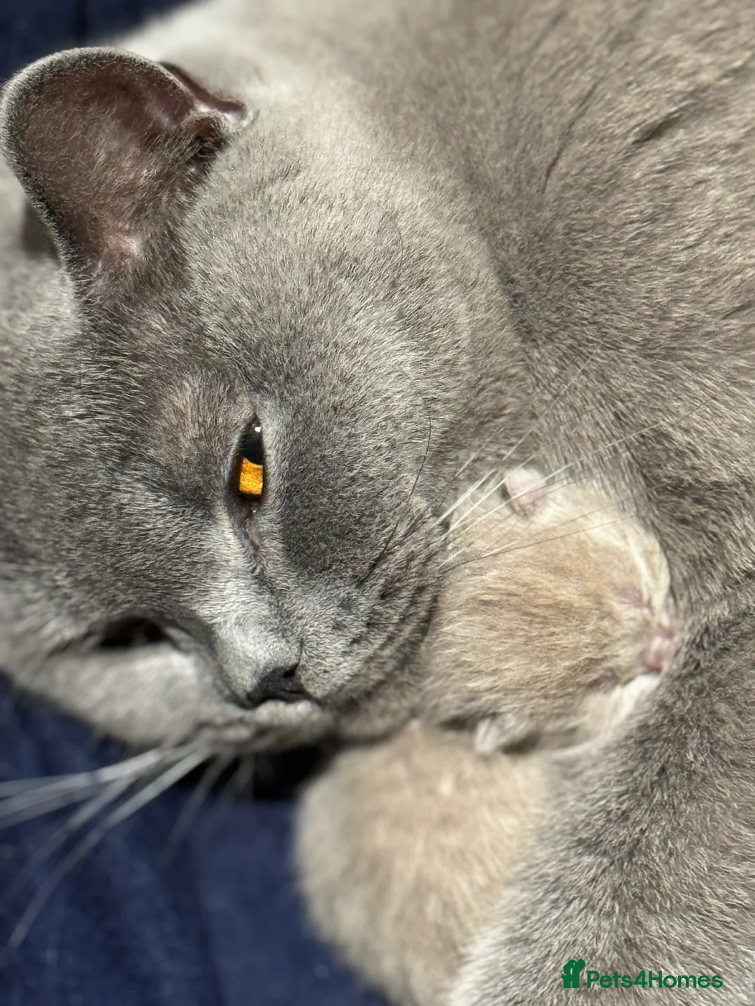 British Shorthair cats for sale: Stunning Pedigree British Shorthair Kittens - Advert 3