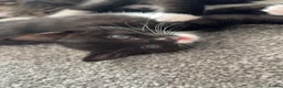 British Longhair cats for sale: Long haired kittens  - Advert 6