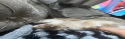Miniature Dachshund dogs for sale: English cream dachshund puppies  - Advert 5