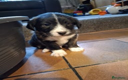 Jackapoo dogs for sale: Super Cute Jackapoo babies - Image 11