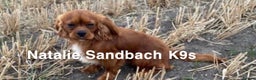 Cavalier King Charles Spaniel dogs for stud: kc Cavalier, King, Charles stud 🐶 in Sandbach - Advert 3