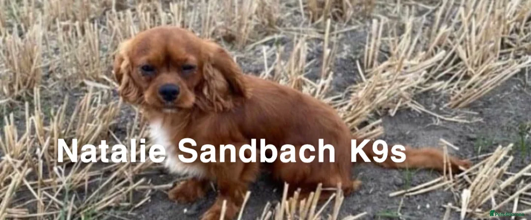 Cavalier King Charles Spaniel dogs for stud: kc Cavalier, King, Charles stud 🐶 in Sandbach - Advert 3