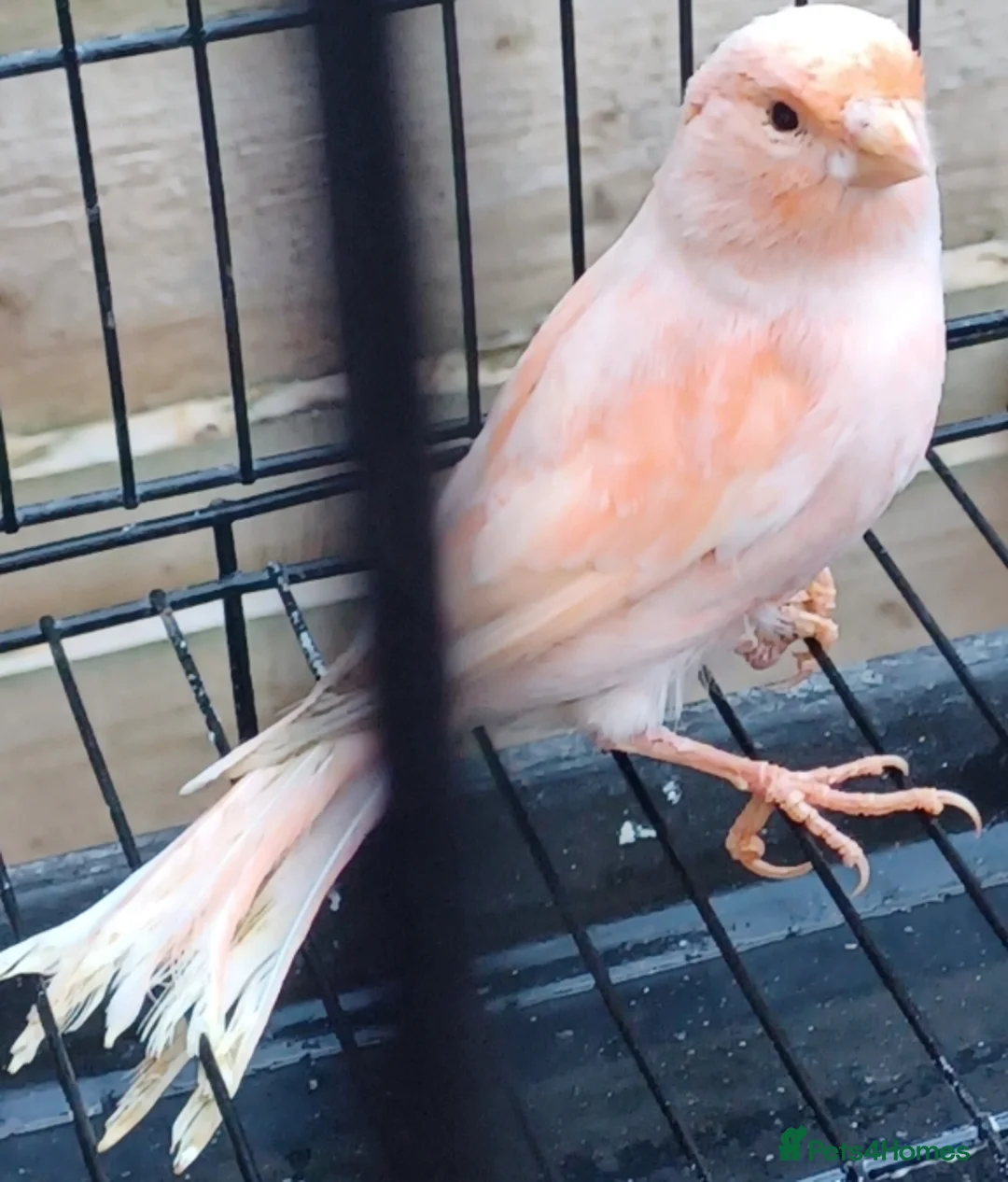 Canaries birds for sale: HARLEQUIN RED FACTOR PORTUGUESE CREASTED  - Advert 17
