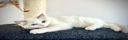 Ragdoll cats for sale: Last three ragdoll kittens! Don’t miss out! - Advert 3