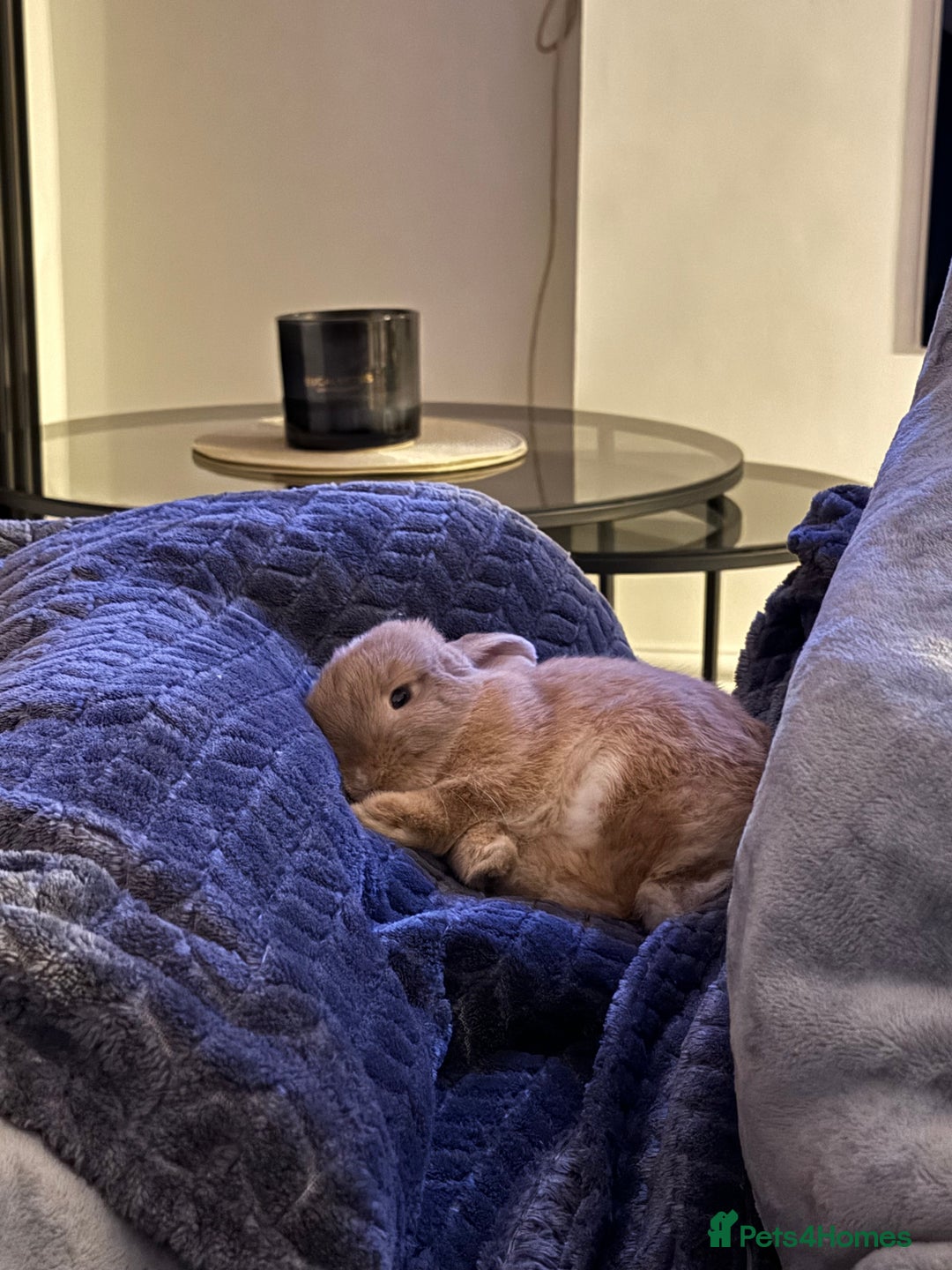 Mini Lop rabbits for sale: Beautiful litter trained mini lops for sale  - Image 4