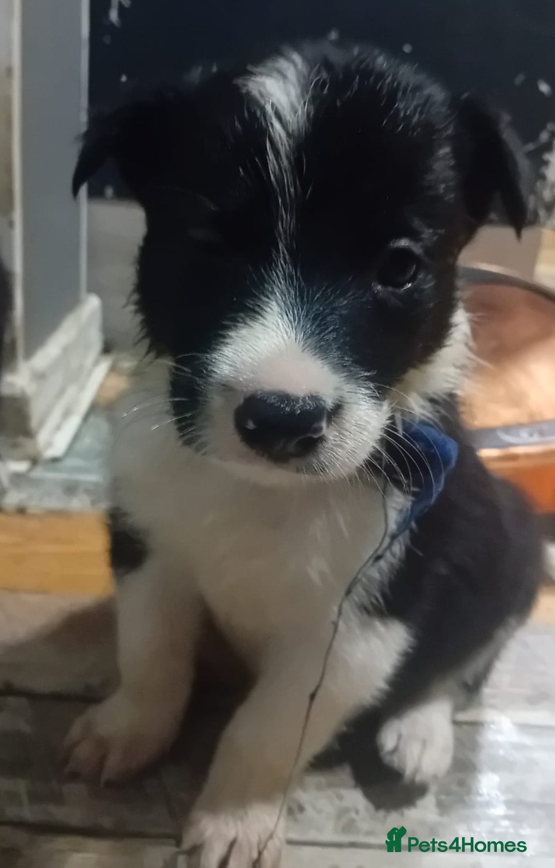 Border Collie dogs for sale: Ready NOW - One Border Collie Pup Left - Advert 33