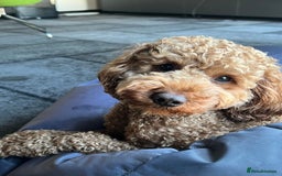 Cockapoo dogs for sale: Adorable Cockapoo Looking for a Loving New Home - Image 3