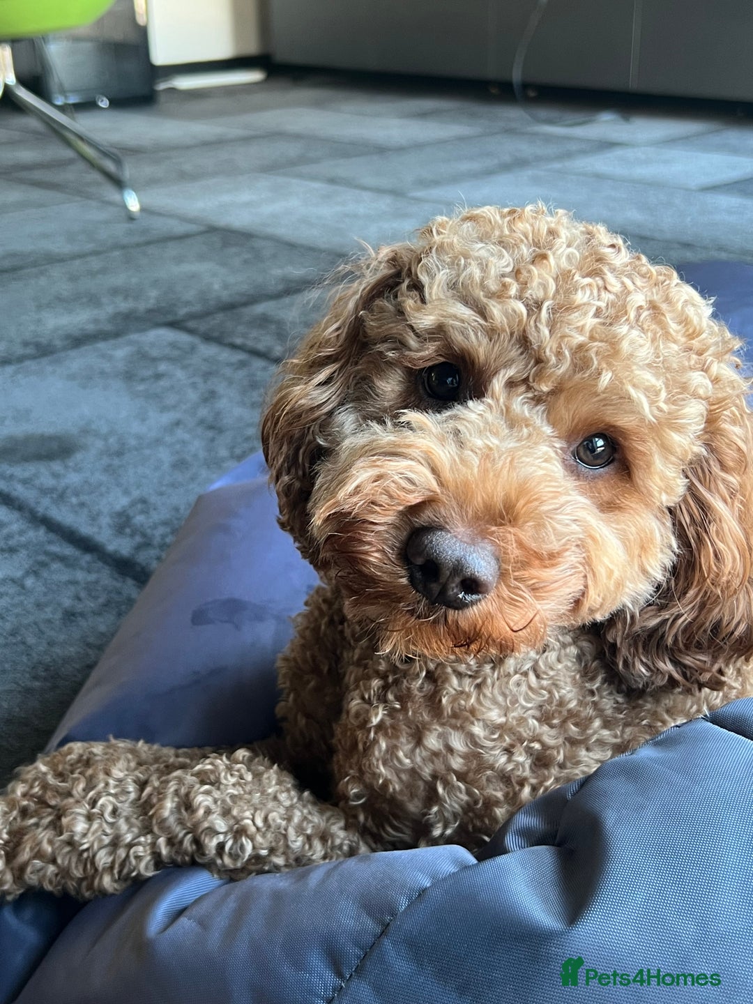 Cockapoo dogs for sale: Adorable Cockapoo Looking for a Loving New Home - Image 3