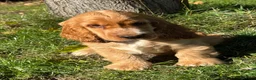 Cocker Spaniel dogs for sale: GOLD SHOWTYPE COCKER SPANIELS HEALTHTESTED PARENTS - Advert 5