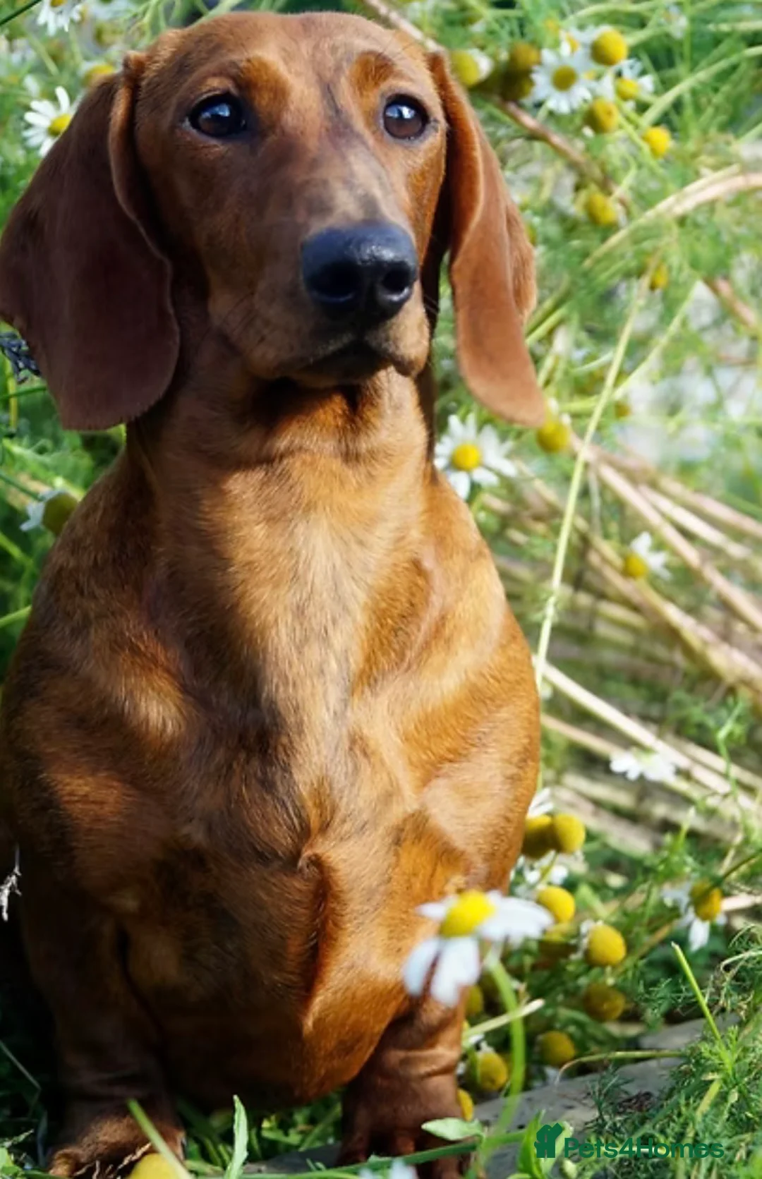 Dachshund dogs for sale: Beautiful Brindle Dachshund Pups - Advert 6