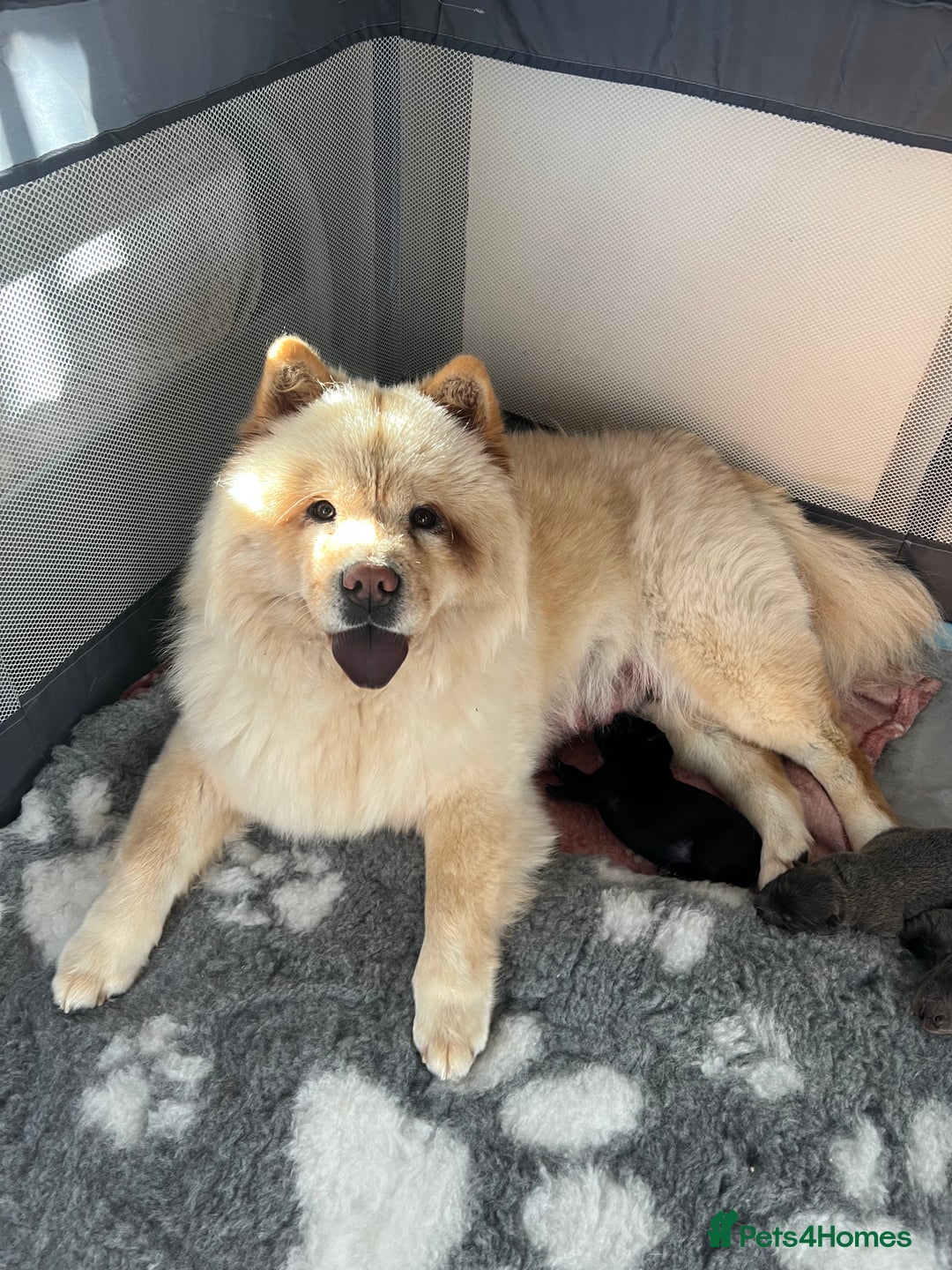 Chow Chow dogs for sale: Beautiful Black and Blue Chow Chow 🖤💙 - Advert 15