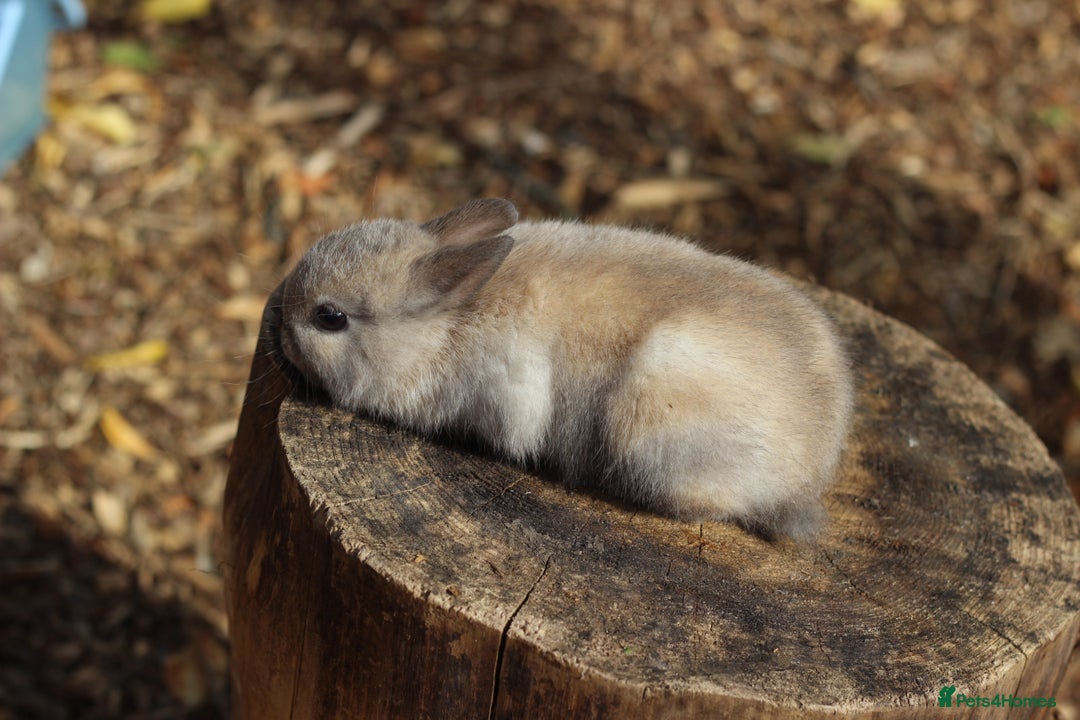 Netherland Dwarf rabbits for sale: Rare Colours Netherland Dwarfs - Image 5