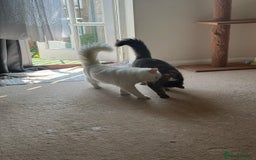 Norwegian Forest Cat cats for sale: Norwegian forest with Turkish Angora - Image 23