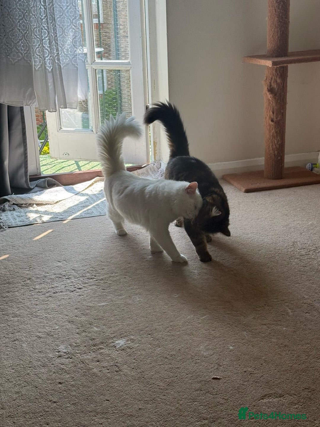 Norwegian Forest Cat cats for sale: Norwegian forest with Turkish Angora - Image 23