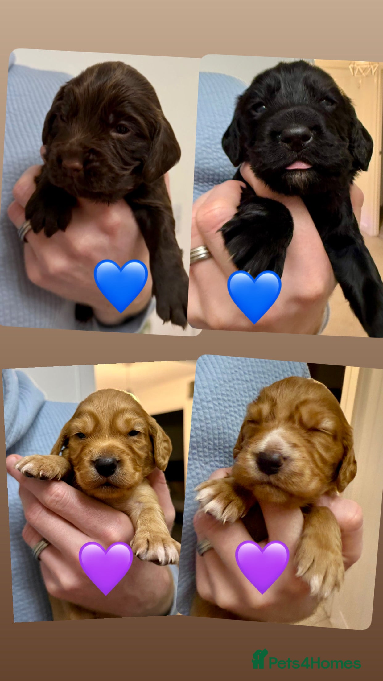 Cocker Spaniel dogs Cocker Spaniel puppies  - Advert 7