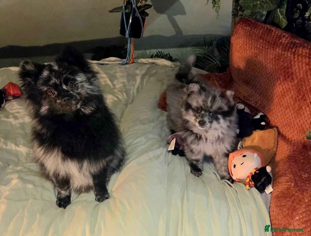 Pomeranian dogs for stud: NEXT GEN BLUE MERLE POM PUPS INCOMING - Advert 10