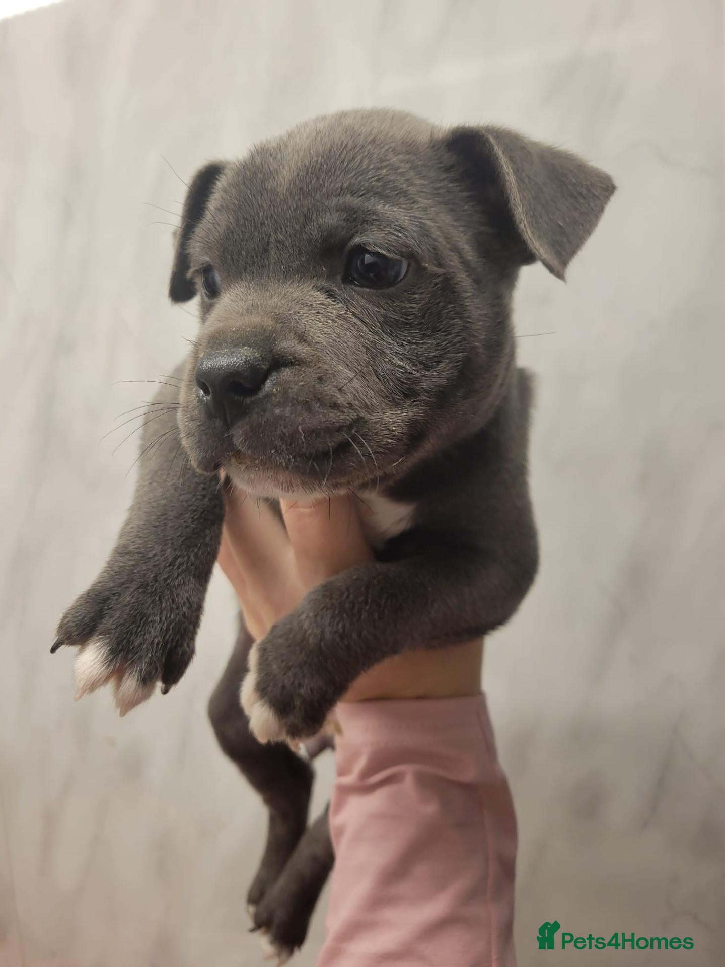 Staffordshire Bull Terrier dogs Last kc staffy girls - Advert 1