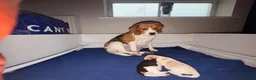 Beagle dogs for sale: Beagle pups both female 1 tri and one lemon - Advert 3