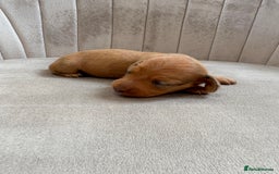 Miniature Dachshund dogs for sale: Gorgeous Long &short haired mini dachshund puppies - Image 24