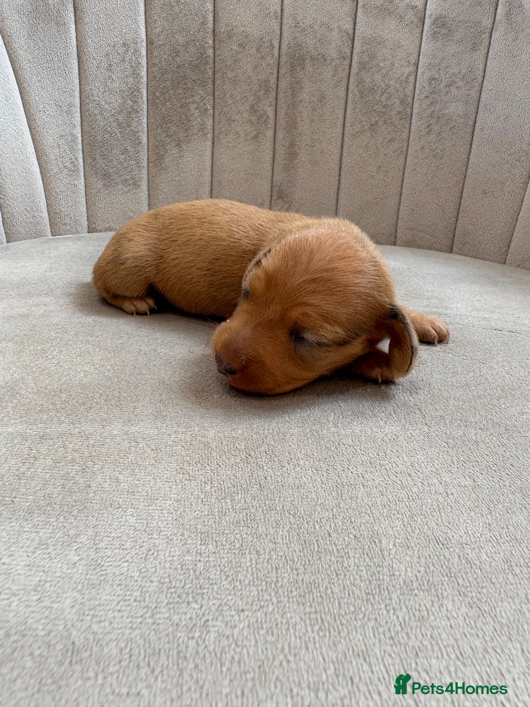 Miniature Dachshund dogs for sale: Gorgeous Long &short haired mini dachshund puppies - Image 24