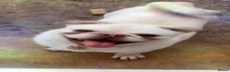 Pug dogs for sale: Male pug - Advert 2