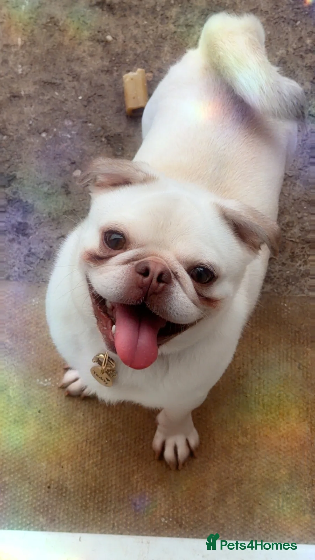 Pug dogs for sale: Male pug - Advert 2