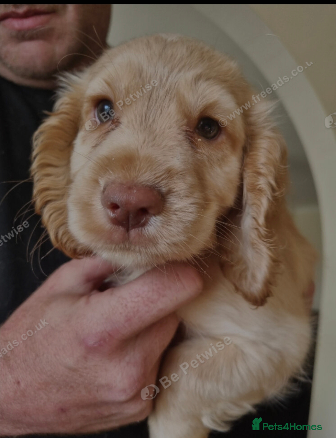 Cocker Spaniel dogs Cocker Spaniel Puppies 9 weeks old - Advert 2