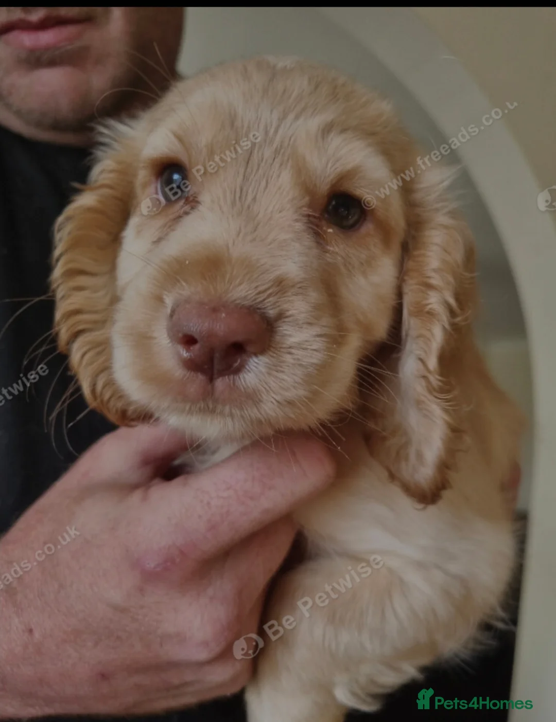 Cocker Spaniel dogs for sale: Cocker Spaniel Puppies 9 weeks old in Horncastle - Advert 1
