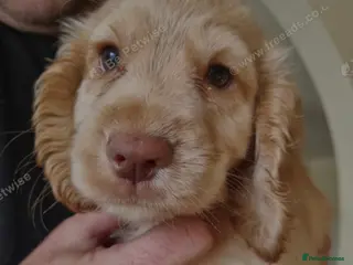 Cocker Spaniel dogs Cocker Spaniel Puppies 9 weeks old - Advert 8