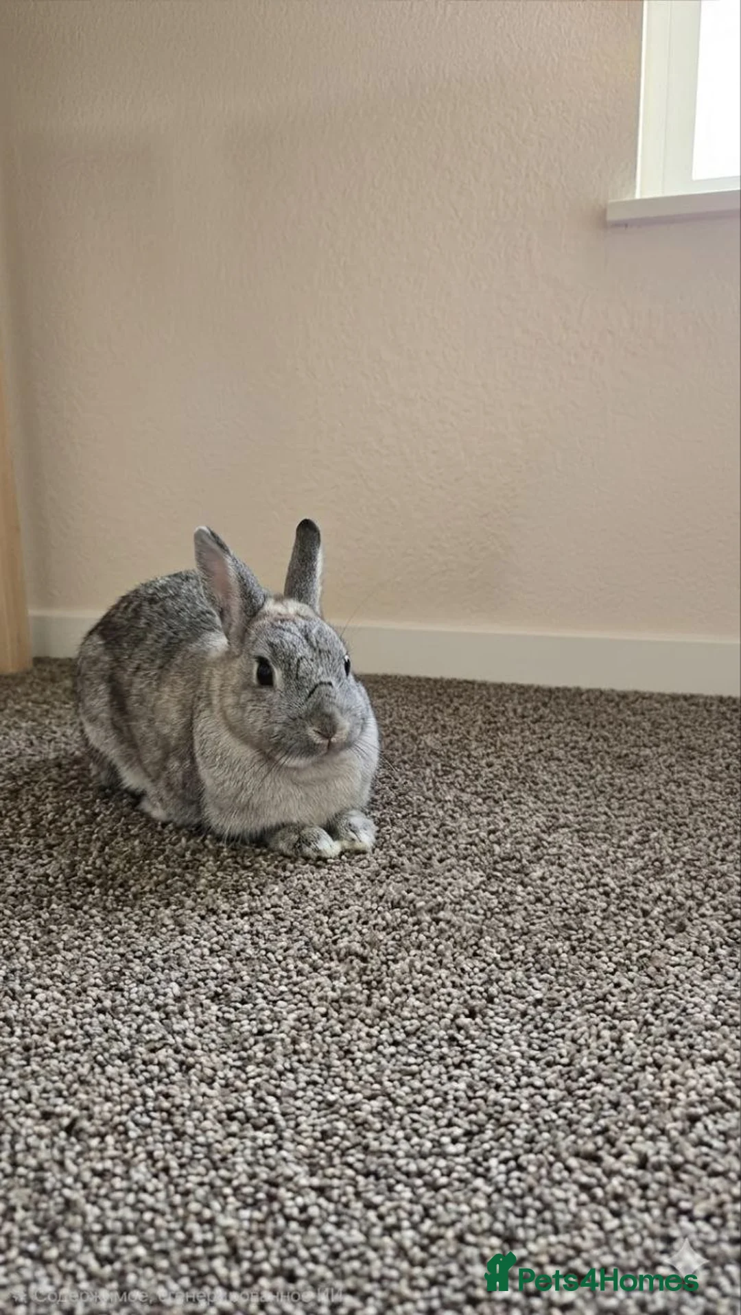 Netherland Dwarf rabbits for sale: Adorable Netherland Dwarf rabbit for sale. in Bridgend - Advert 3