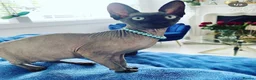 Sphynx cats for sale: such a beautiful kittens can be RESERVED NOW - Advert 2