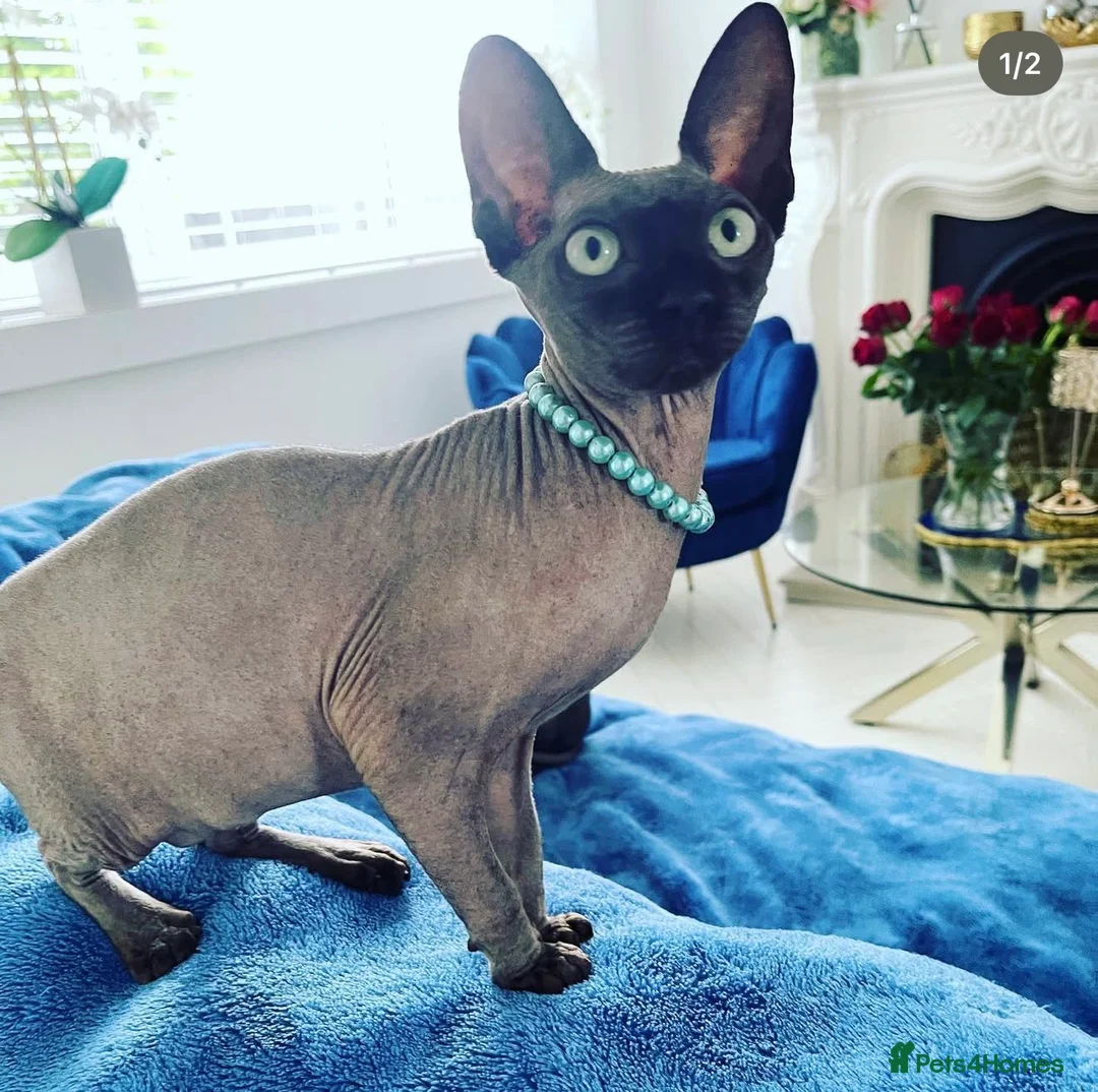 Sphynx cats for sale: such a beautiful kittens can be RESERVED NOW - Advert 2