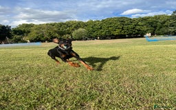 Dobermann dogs for sale: Sweet Doberman Girlie ❤️(price negotiable) - Image 1