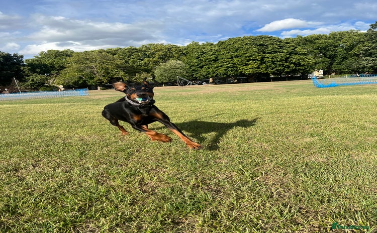 Dobermann dogs - Advert 2