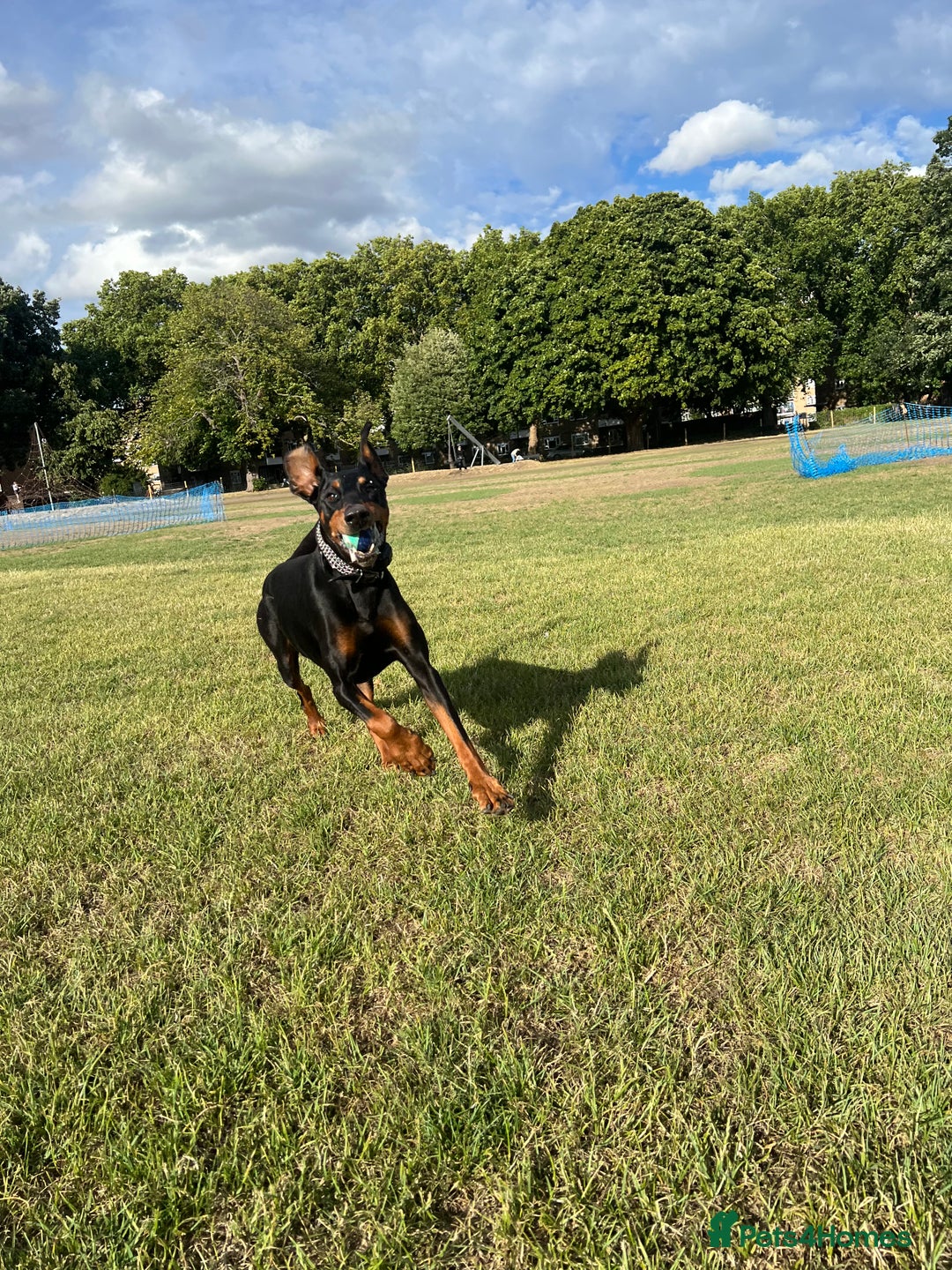 Dobermann dogs for sale: Sweet Doberman Girlie ❤️(price negotiable) - Image 1