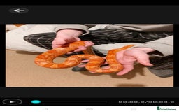 Corn Snake reptiles for sale: Lava corn snake + full set up  - Image 1