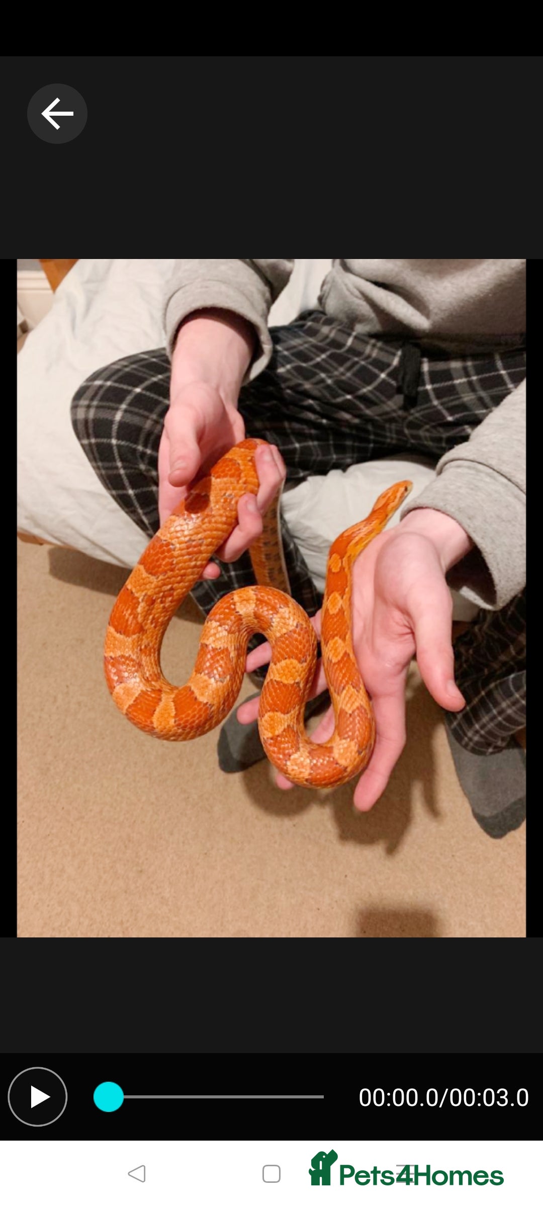 Corn Snake reptiles for sale: Lava corn snake + full set up  - Image 1