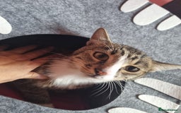 Mixed Breed cats for adoption: TOM a friendly & proud boy who needs a Loving Home - Advert 19