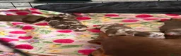 Miniature Dachshund dogs for sale: Miniature dachshund for sale  - Advert 8