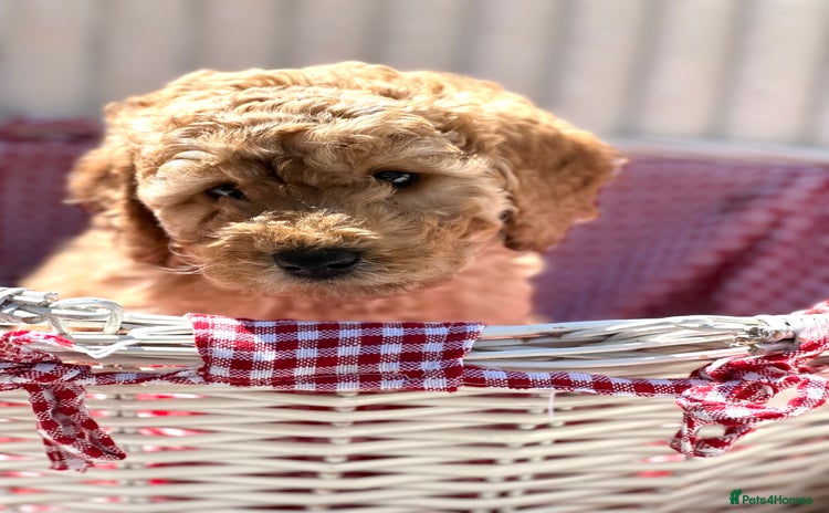 Cockapoo dogs - Advert 1