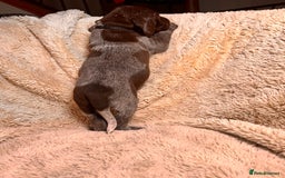 German Shorthaired Pointer dogs for sale: German Shorthaired Pointer Puppies - Leeds - Advert 25