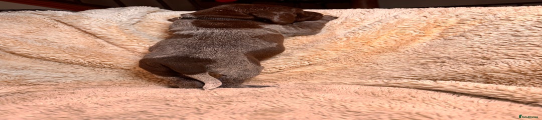 German Shorthaired Pointer Puppy 10