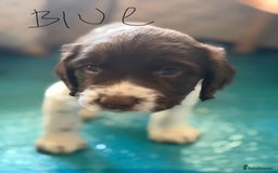 English Springer Spaniel dogs for sale: Springer Spaniel - Image 4