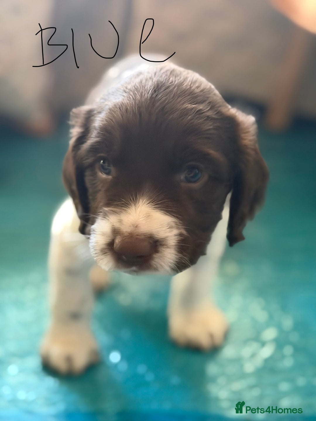 English Springer Spaniel dogs for sale: Springer Spaniel - Image 4