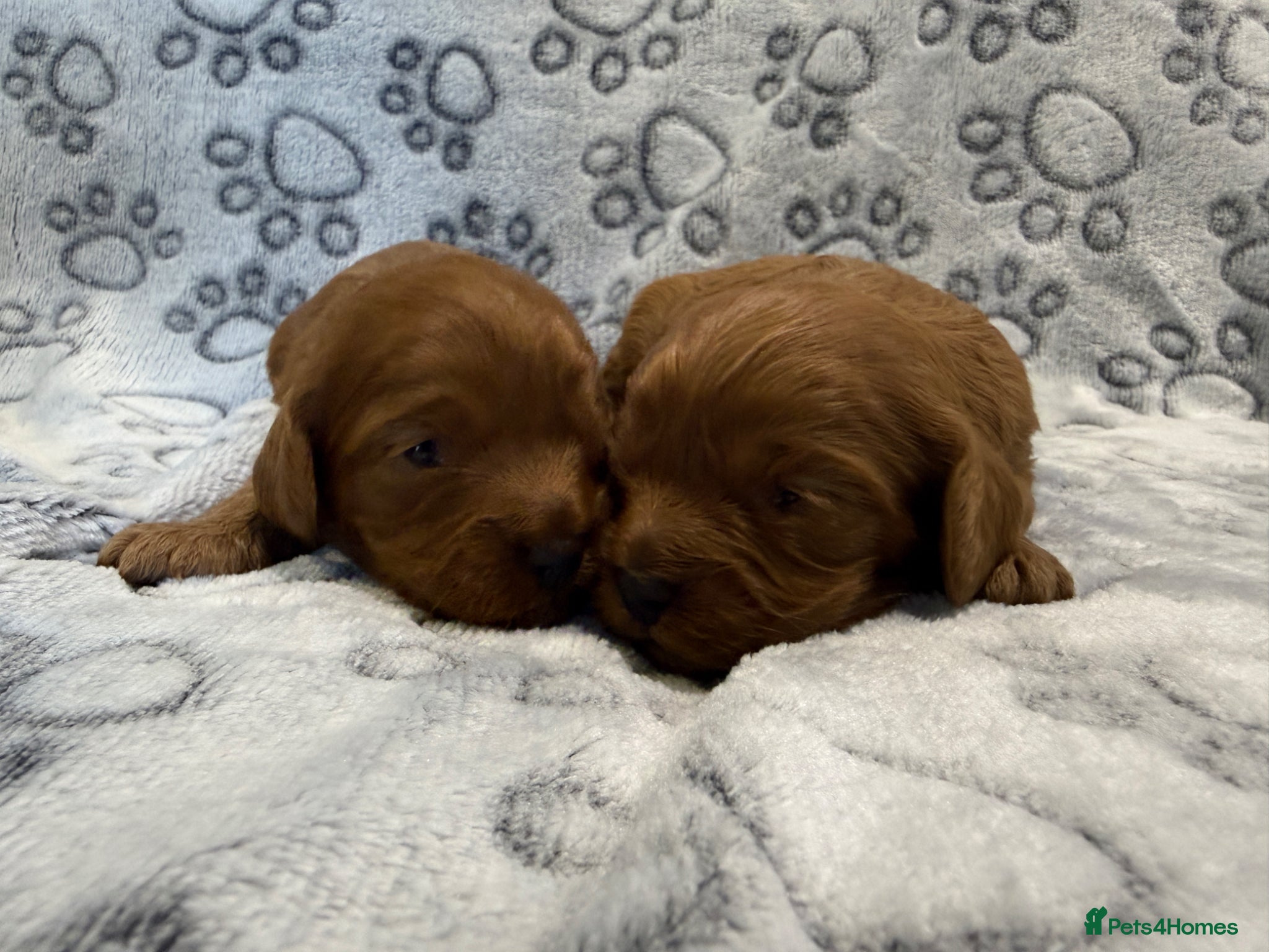 Cavapoo dogs Cavapoo health tested five ⭐️ licensed breeder - Advert 1