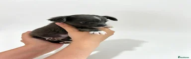 Chihuahua 3