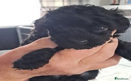 Toy Poodle dogs for sale: Toy poodle babies - Advert 3